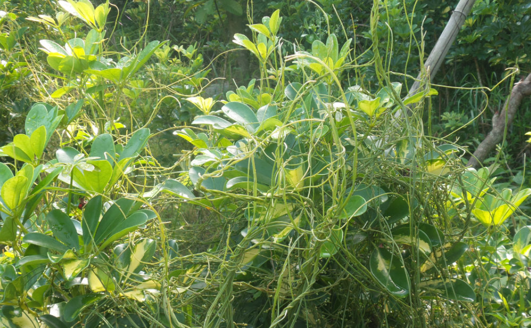 菟丝子,无茎无叶,又称无茎藤,无茎草,有3大作用,要了解!