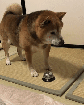 从没见过脾气这么大的狗!柴犬:我这暴脾气可不