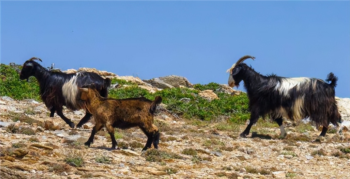 澳大利亚山羊泛滥成灾,当地动用直升机猎杀,他们为什么不吃?