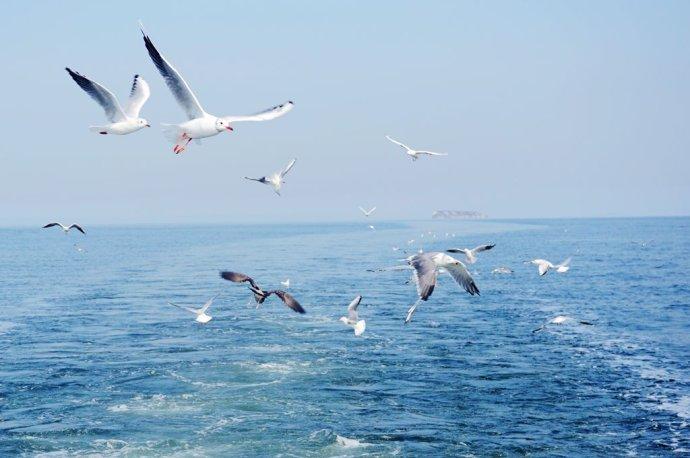 海鸥的寓意和象征意义