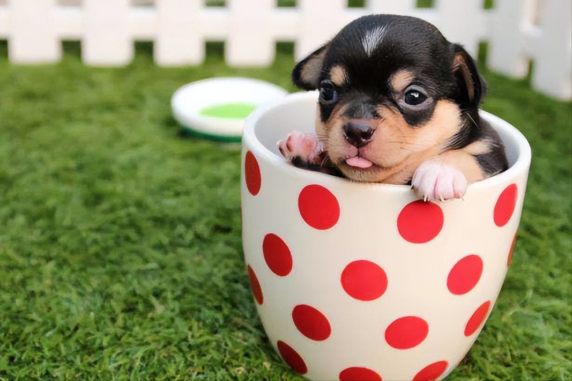 茶杯犬小时候的样子图片