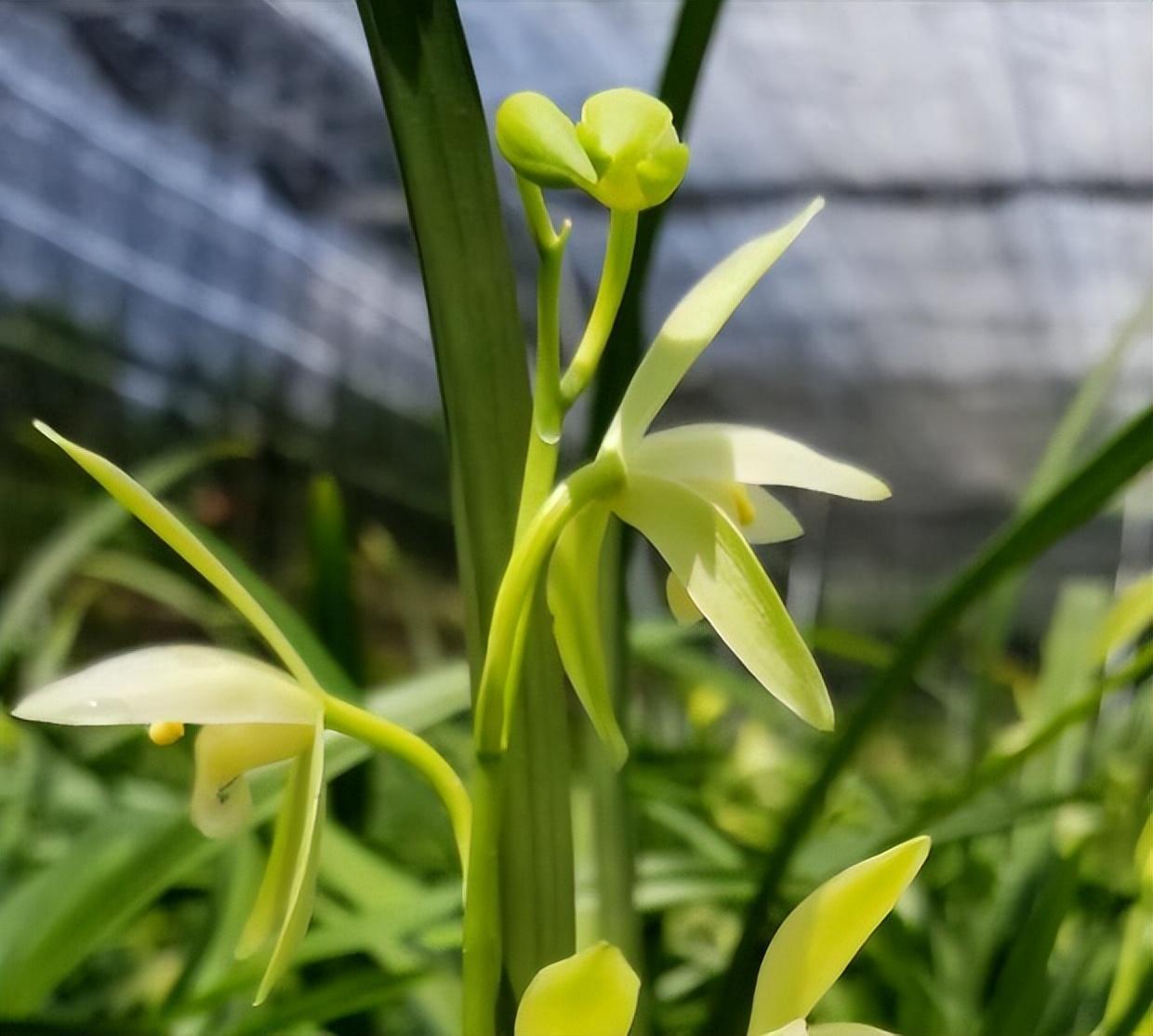 大凤素兰花香不香图片