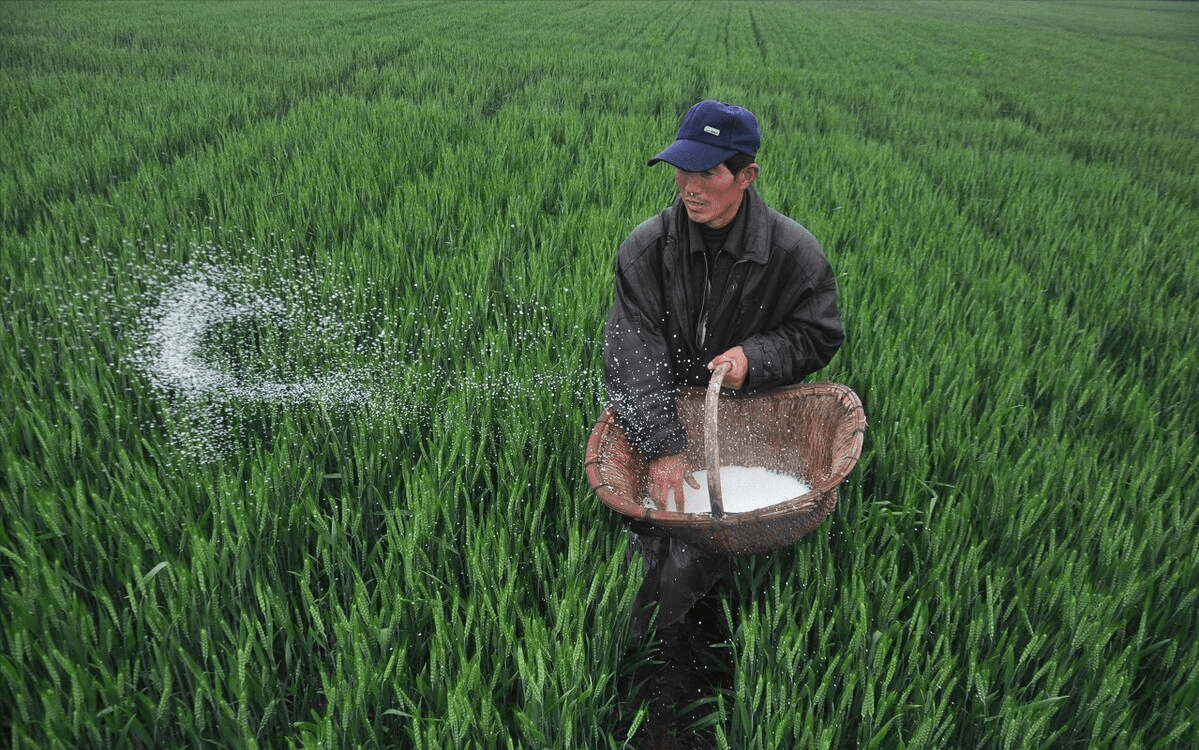 对于返青期的小麦该怎样施肥,来年才能有一个高产量?