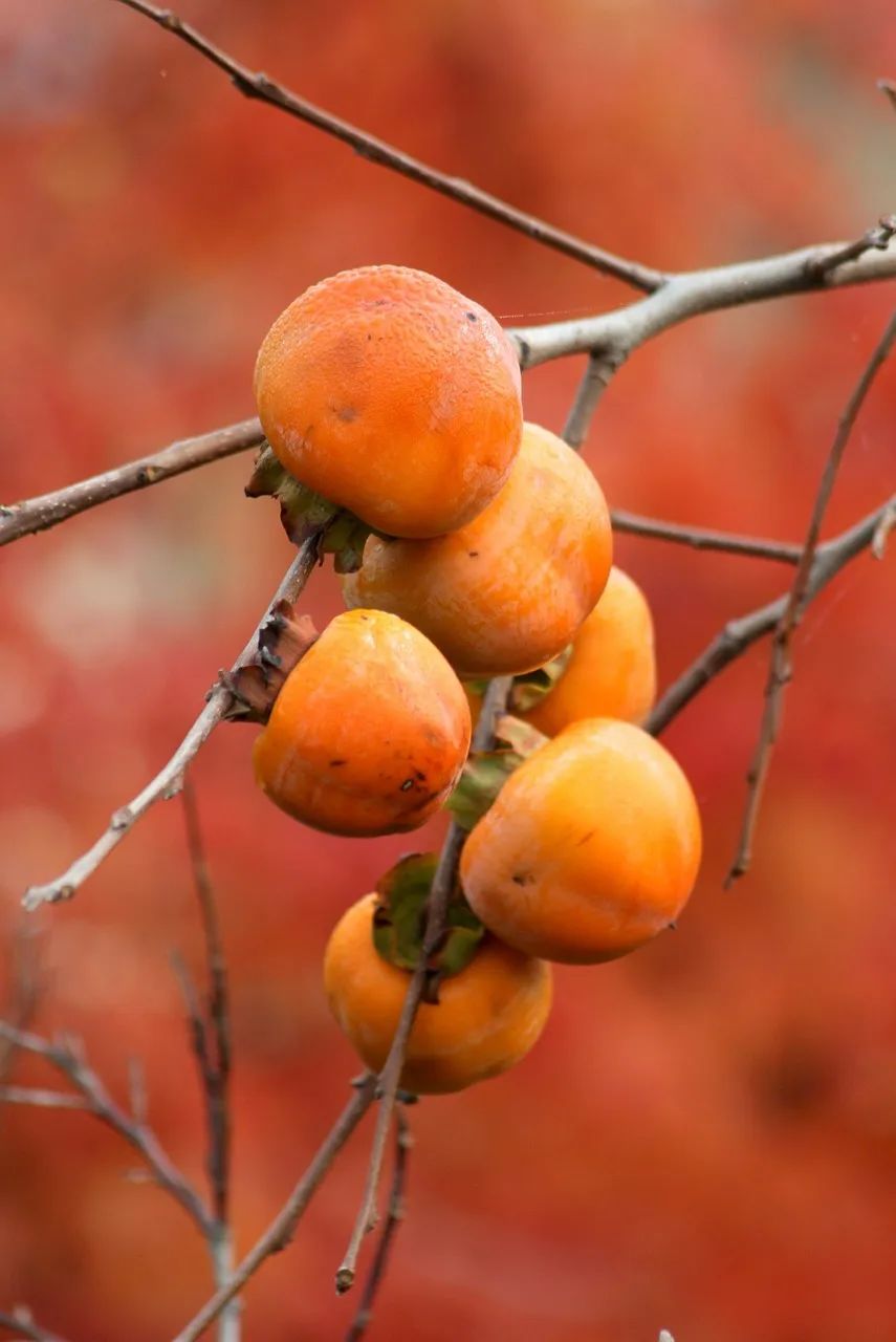 秋天火柿子怎么拍才好看?