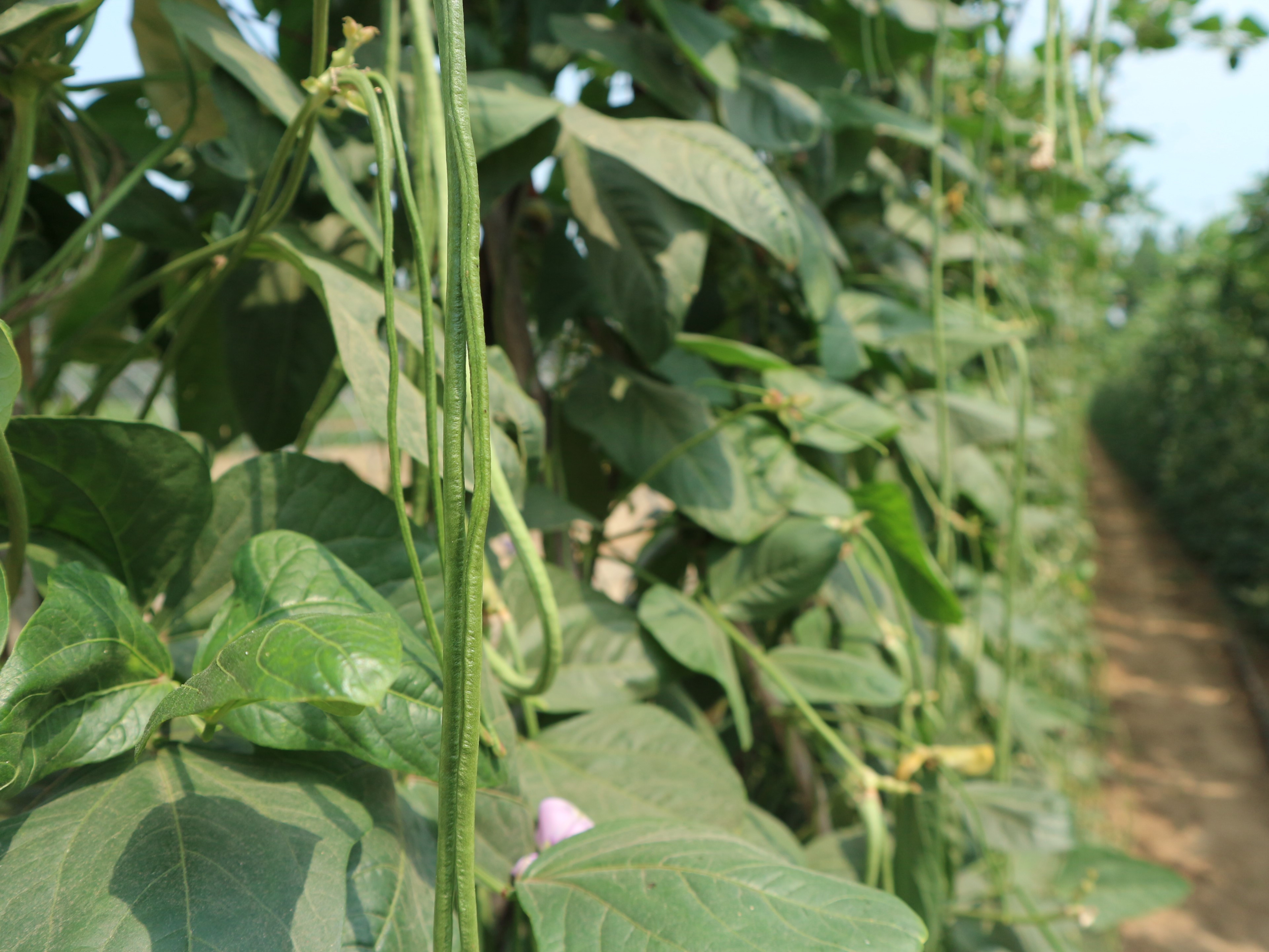 豇豆栽植维护和管理,合理进行养护,减少植株患病几率