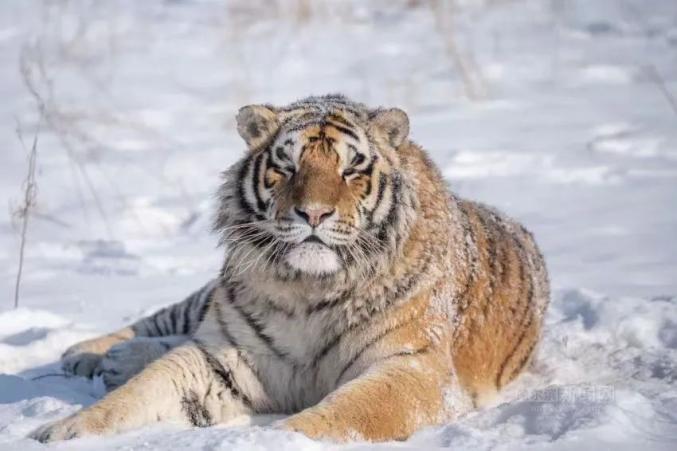 雪地里的东北虎图片图片