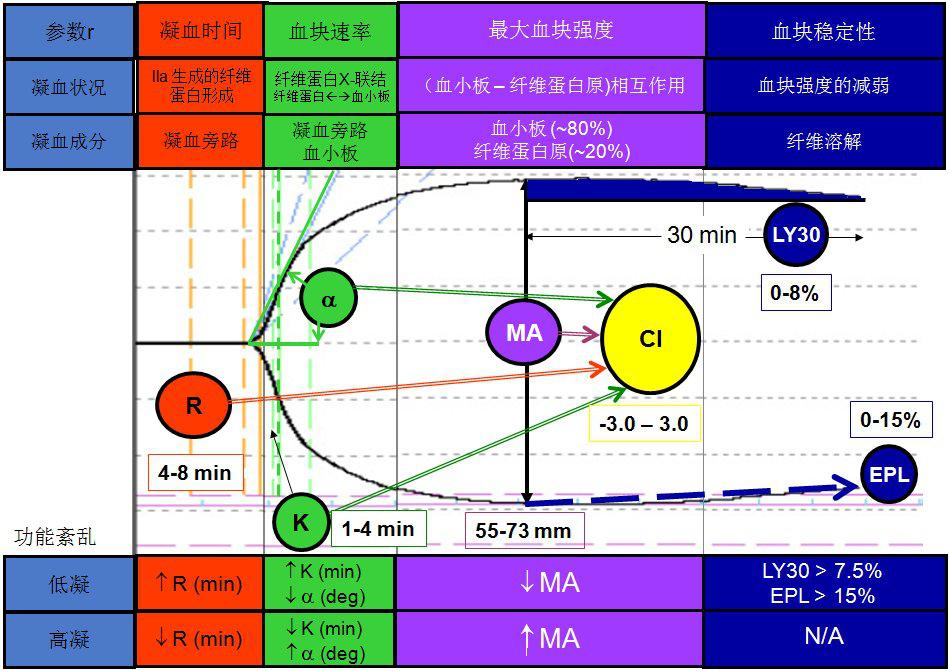 查血栓弹力图的意义图片