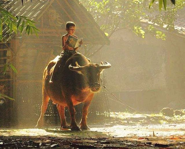 忆童年,小小放牛郎