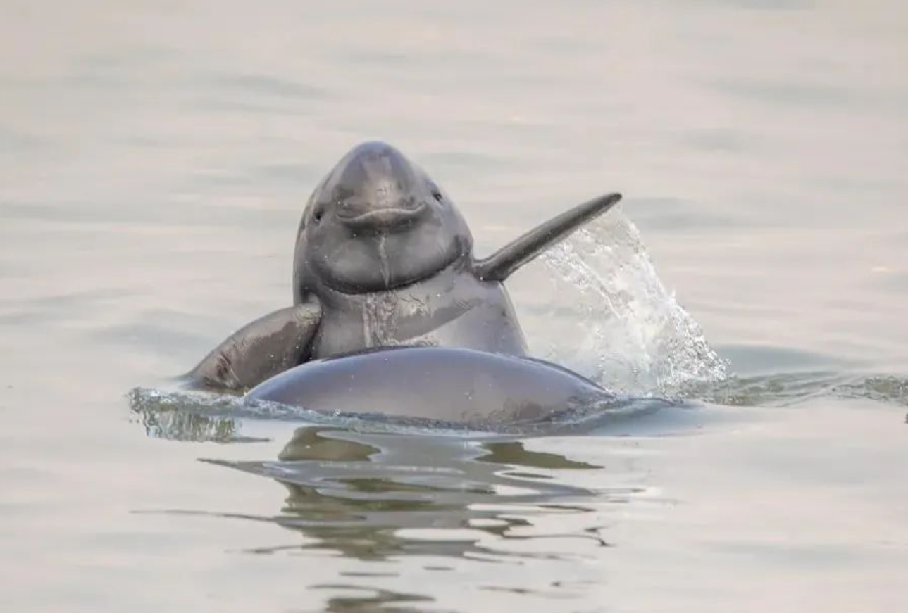江豚疯狂吐口水,是在挑衅人类?网友惊呼:熊猫也要礼让三分!