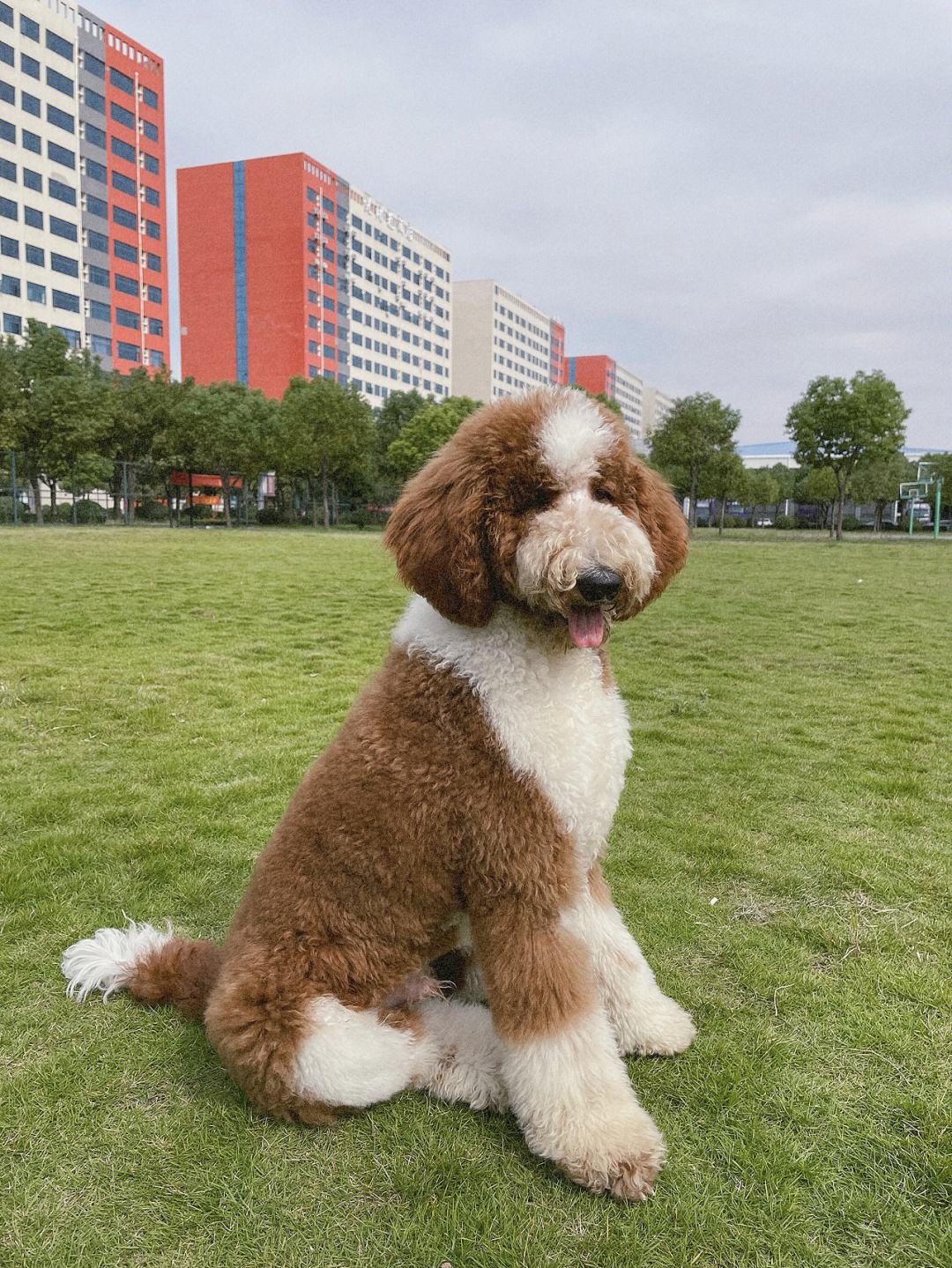 巨贵犬确实消费巨贵
