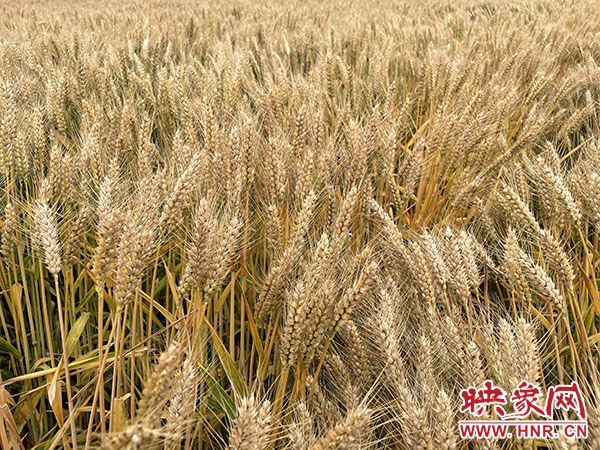商丘职业技术学院优质小麦超高产栽培技术推广应用取得重大进展