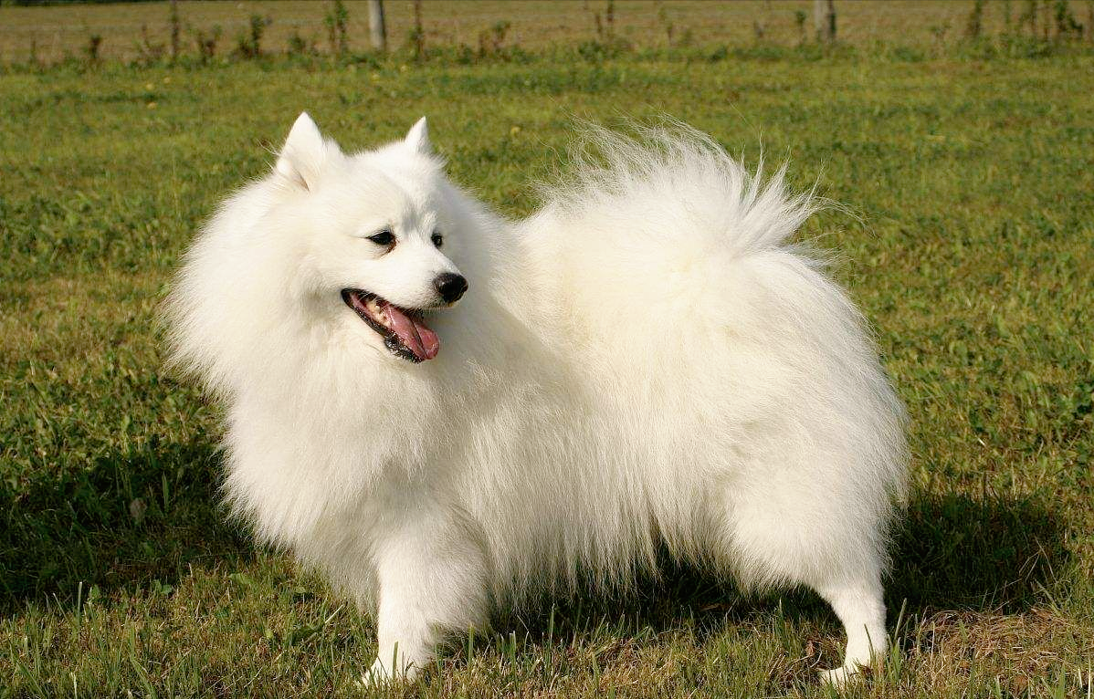 教你6个小技巧,迅速分辨博美犬和狐狸犬!