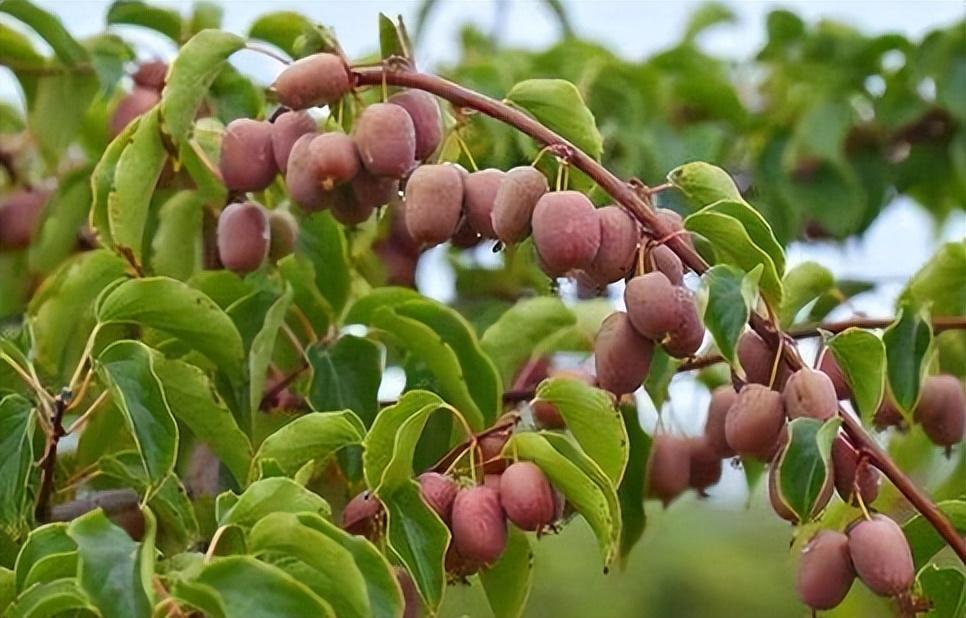 此果树再贵,庭院上也要栽两棵,果子甜蜜有营养,你知道吗?