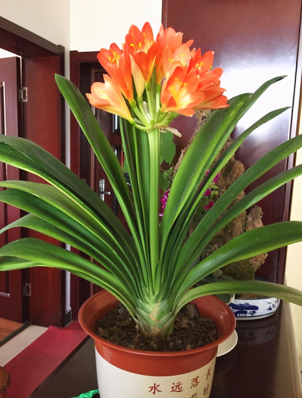 家里养花别乱养,这2种花养家中聚财又养人,可惜很多人不知道