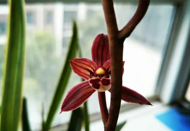 东方红神荷,一款品相独特的兰花,盆栽花大色艳,拍照十分美