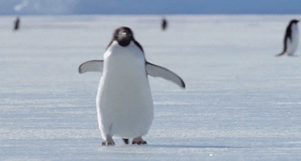 南极麦克默多站的科学家发现,每年4月25日,阿德利企鹅都会从这儿向北