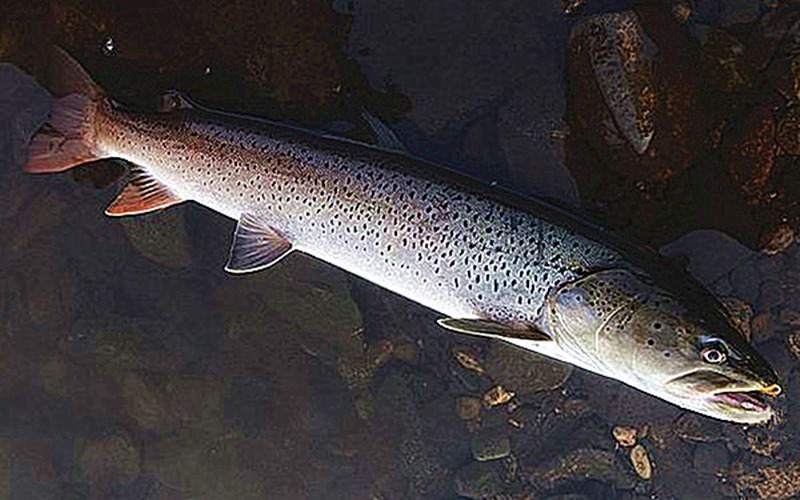 新疆喀纳斯湖"水怪"浮出水面,体长达10米,专家:倾尽全力捕捉