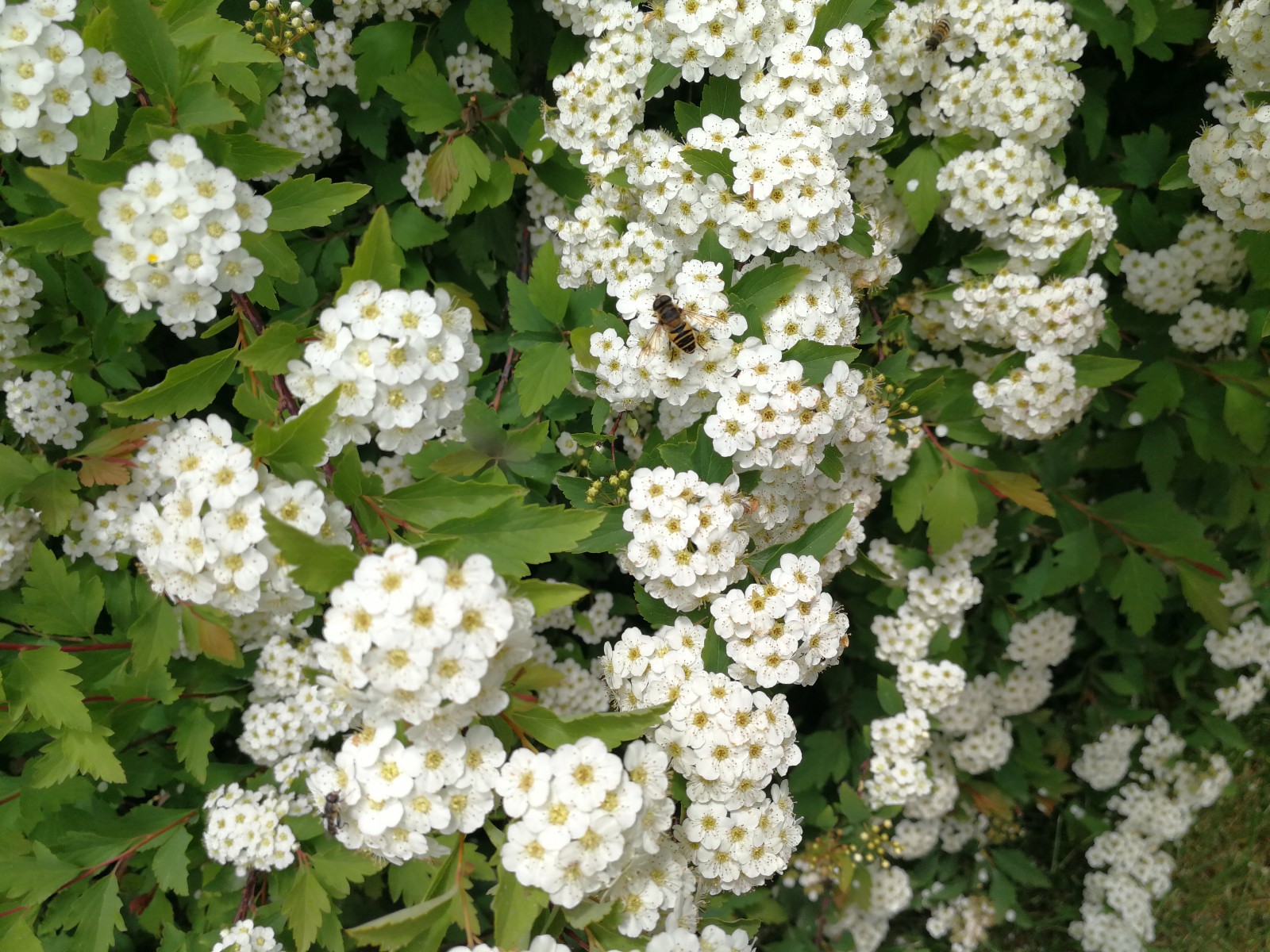 一任芳華無意惹紅塵-麻葉繡線菊