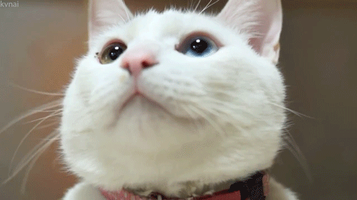 500_281gif 动态图 动图