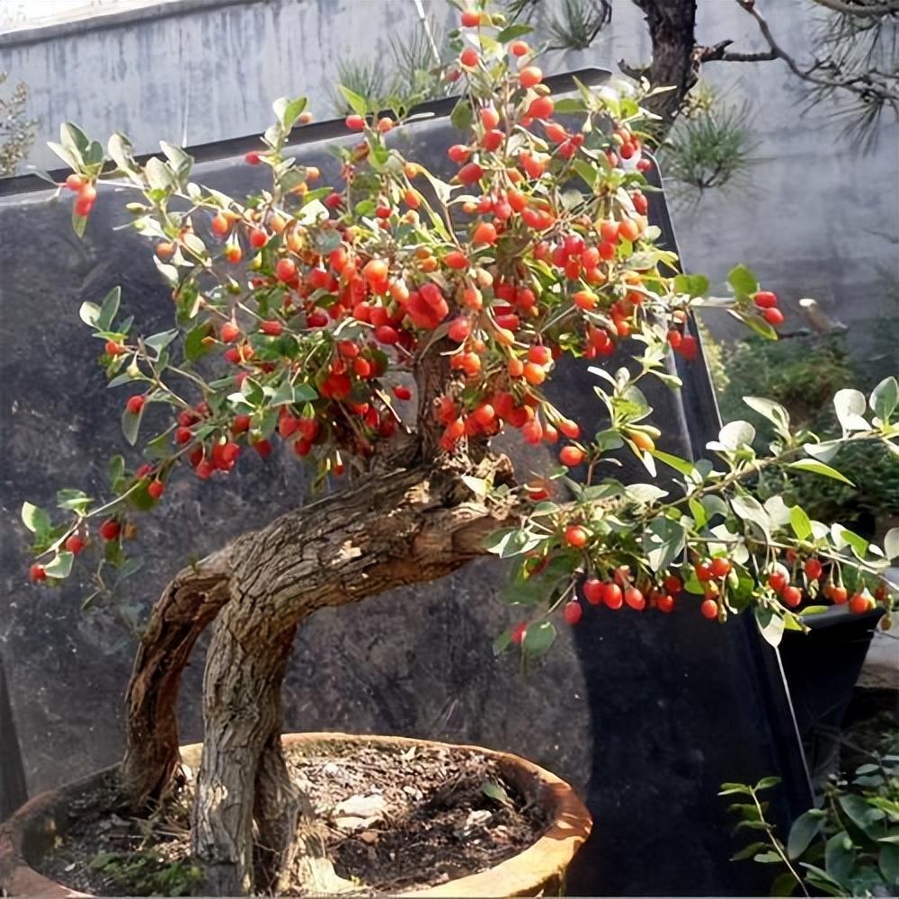 枸杞盆景 baijiahao.baidu.com