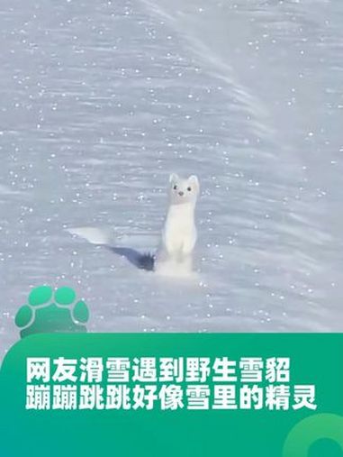 新西兰雪貂图片