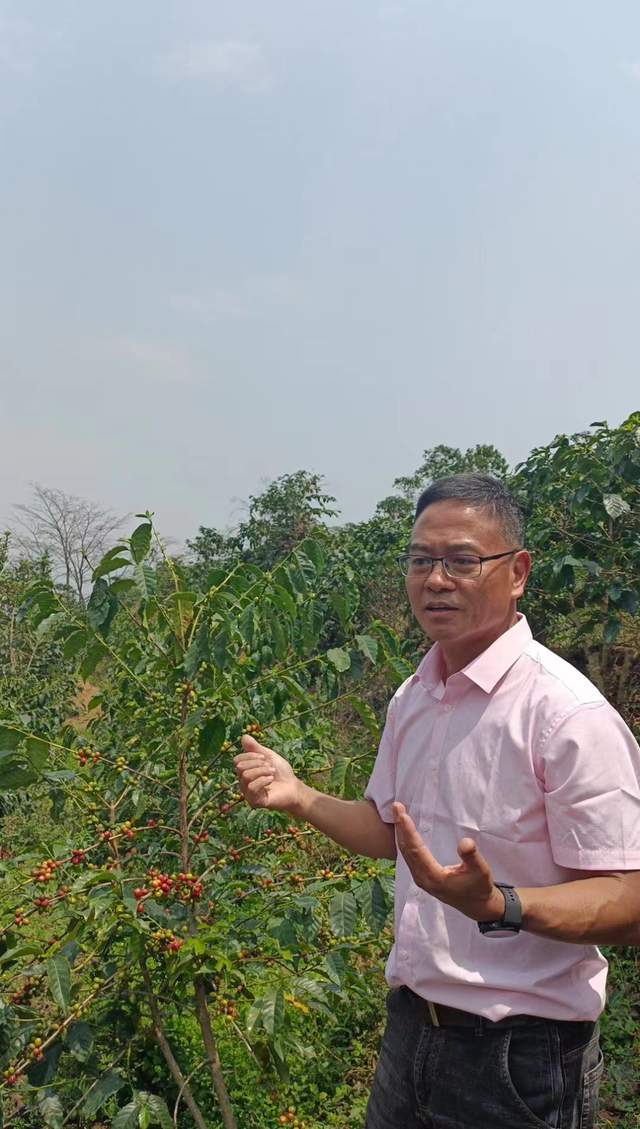 张耀辉:滇西咖啡往事