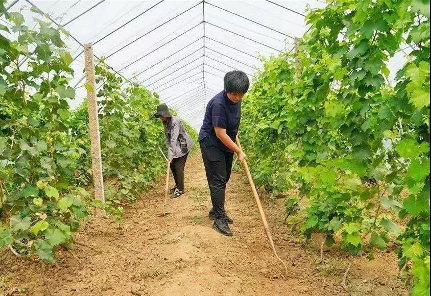 想要種植葡萄,從選地到採收,教你種植葡萄的方法步驟