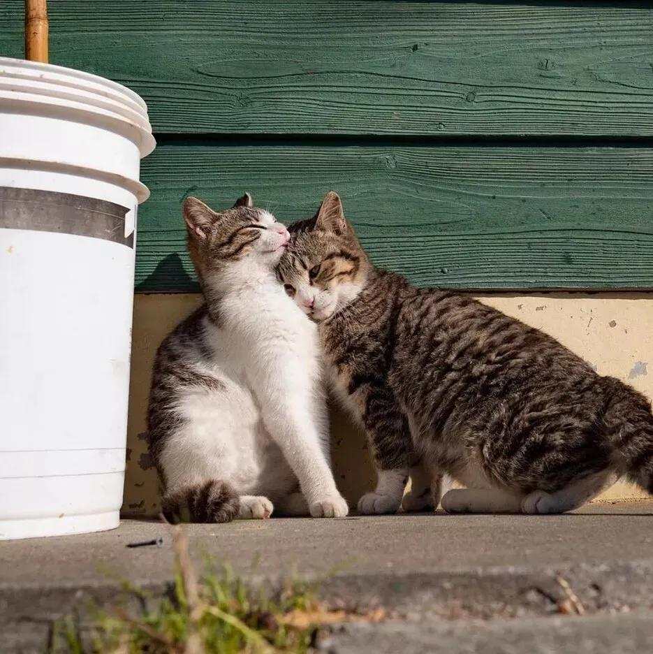 猫为什么喜欢用头蹭人?原因可不止喜欢你这么简单