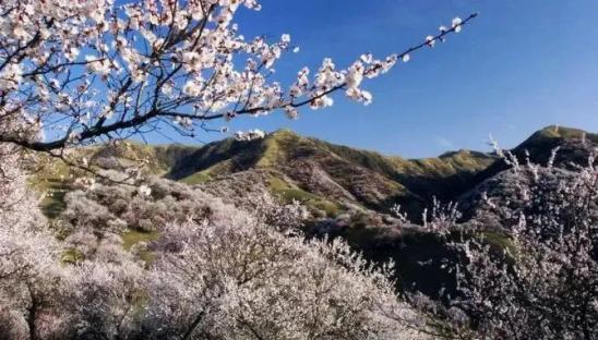 春暖花开!张家口多条"春观花"线路出炉!