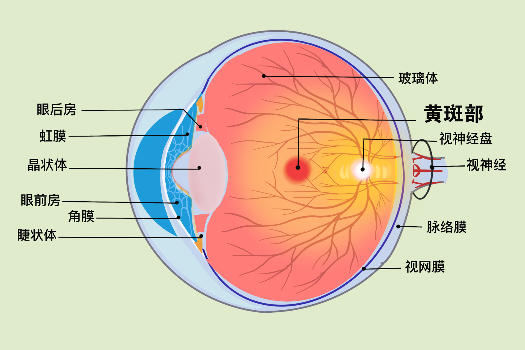 剧烈咳嗽会导致视网膜脱落?眼睛出现这些问题要重视