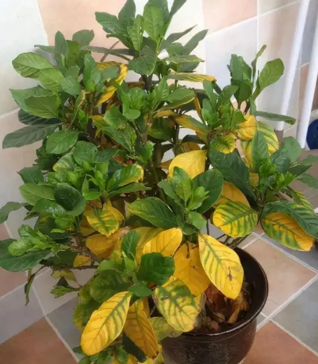 花叶子发黄是什么原因?