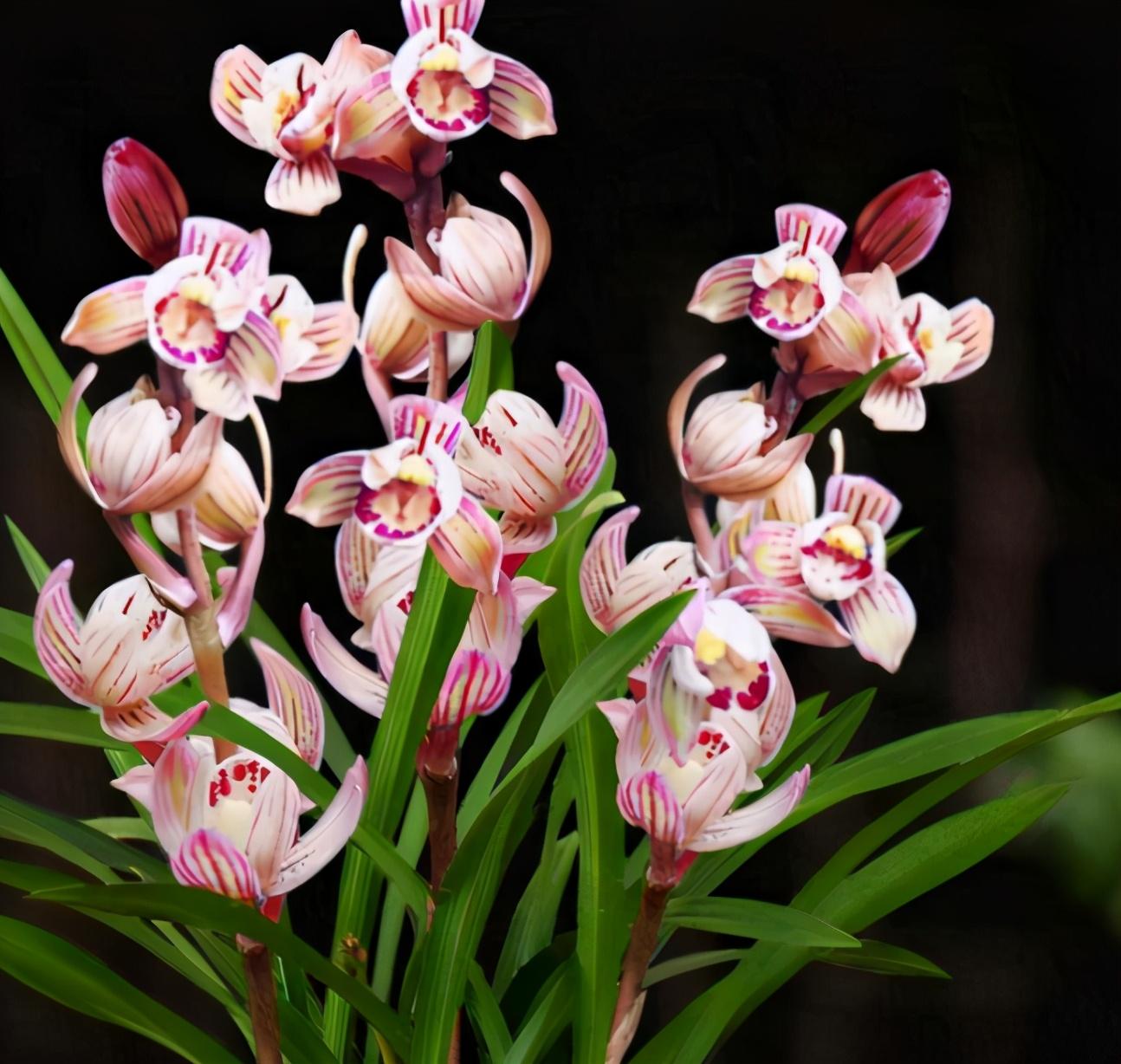 建兰七彩玲珑,花姿优美,色彩绚烂,开花后兰香扑鼻,非常大气