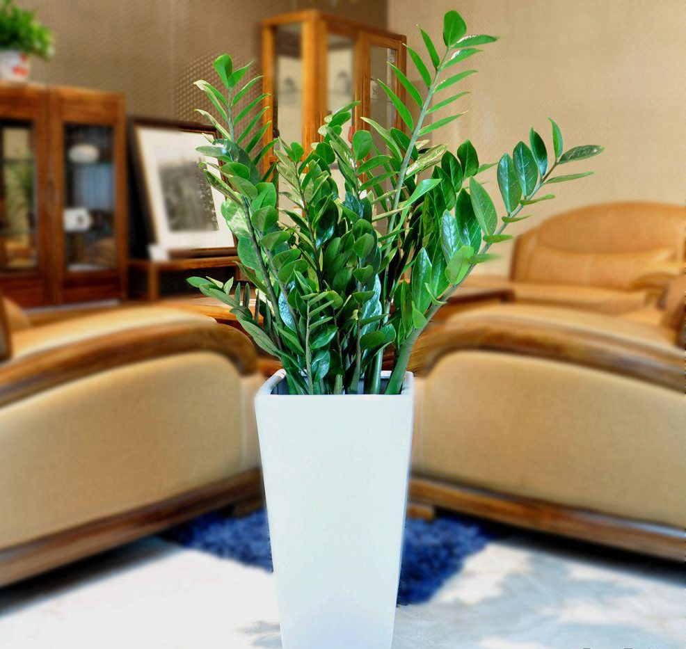 客厅见树,家业稳固!客厅养树首选这八种,美观大气,增加幸福感