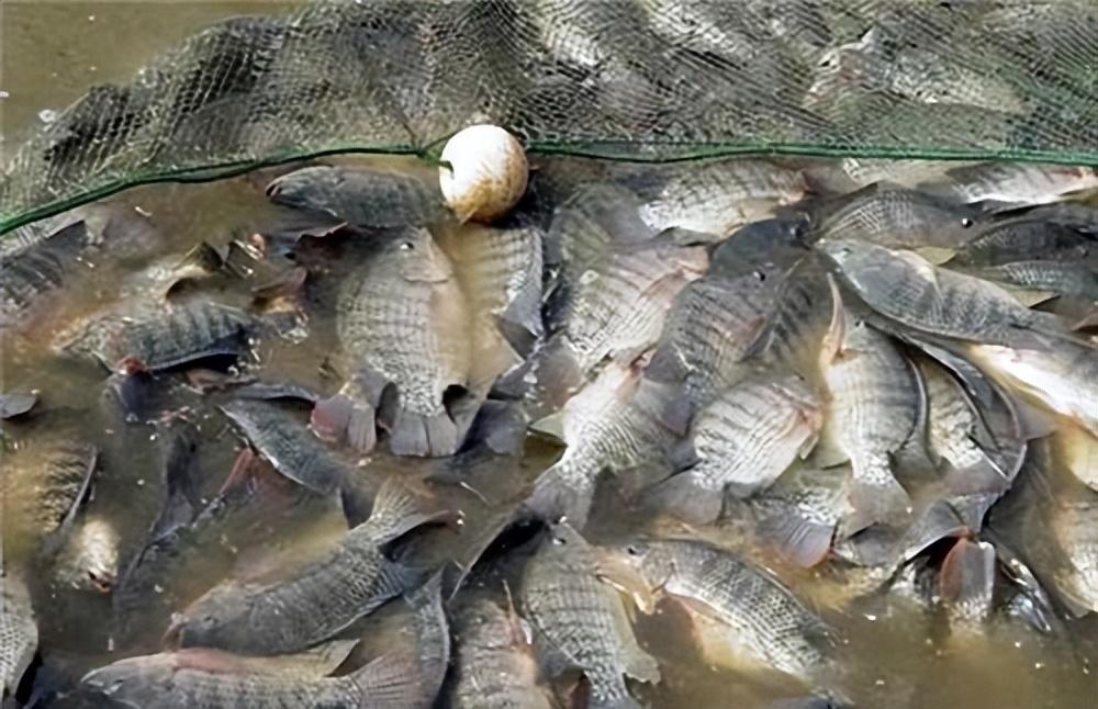 在我国泛滥成灾,吃粪便就能活的"垃圾鱼",却成美国人的心头好