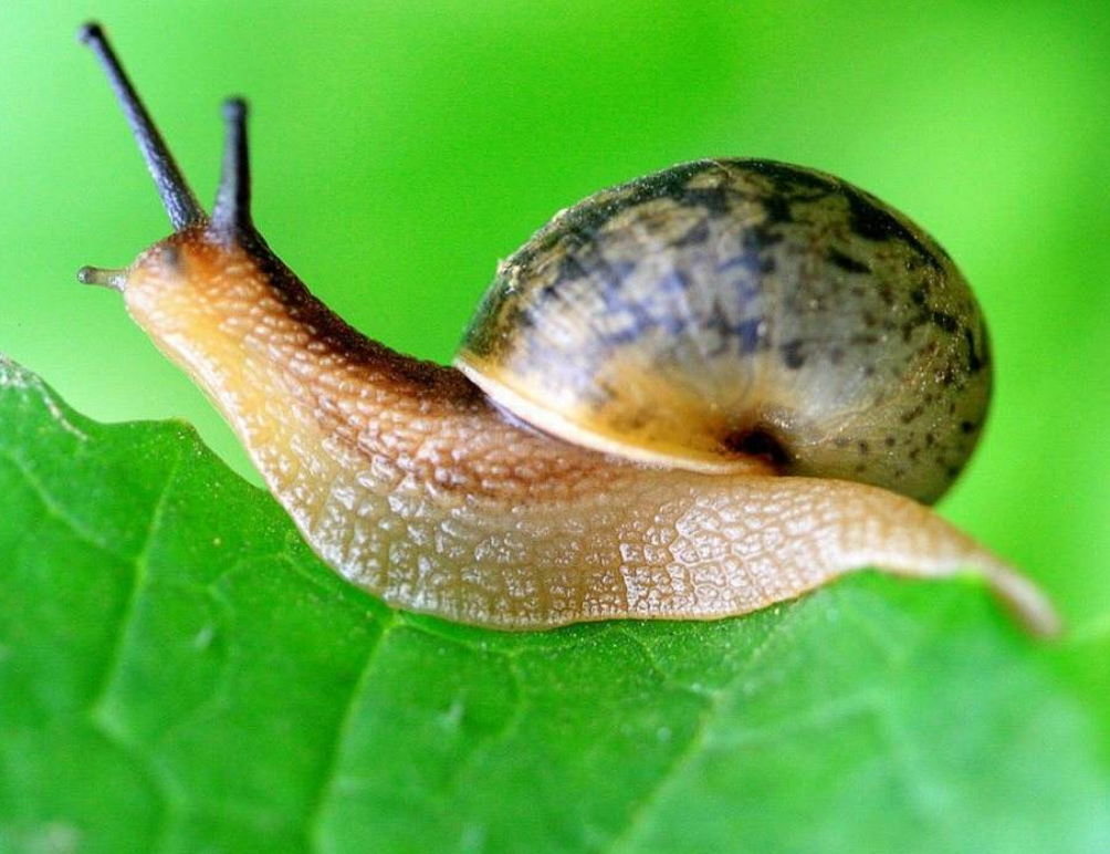 蜗牛有牙齿吗?蜗牛的外形特征是什么?