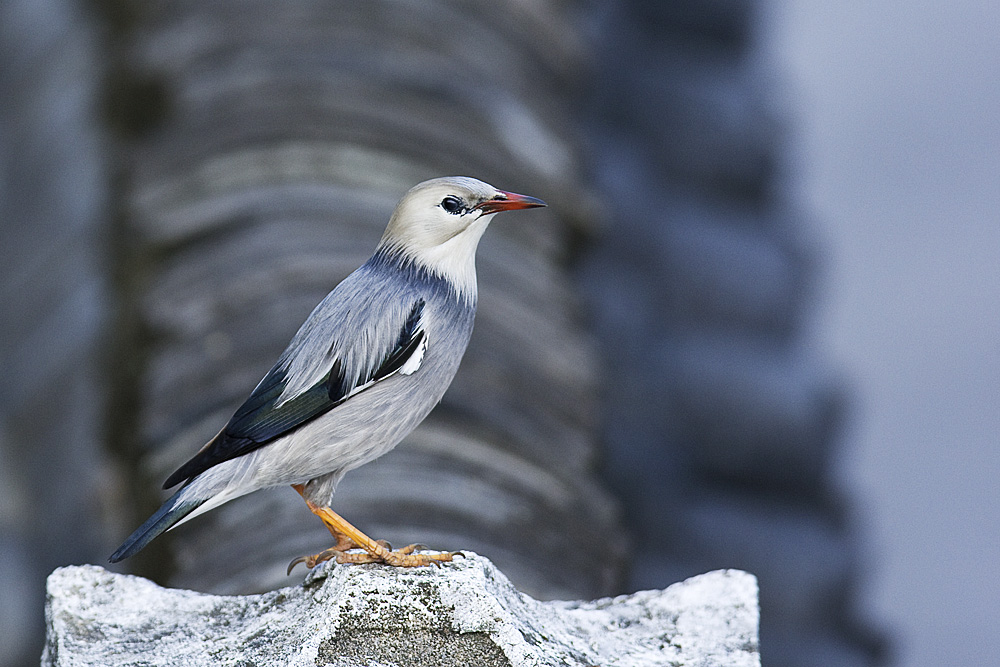 丝光椋鸟怎么养?丝光椋鸟会说话吗?