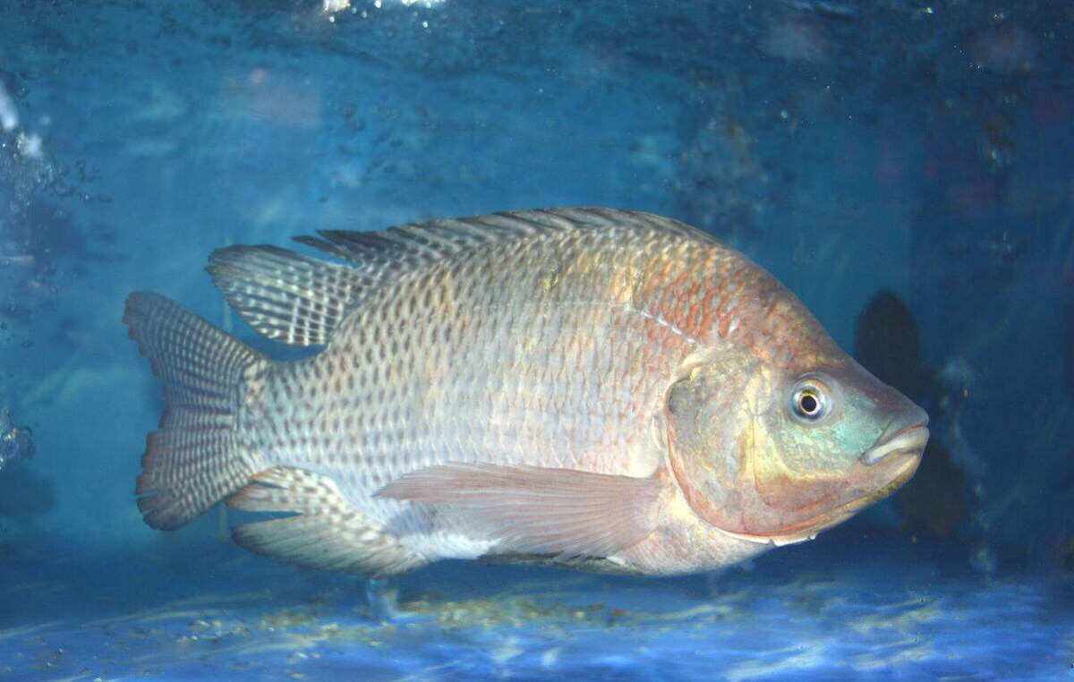 罗非鱼高效养殖技巧,快速达到生长目标