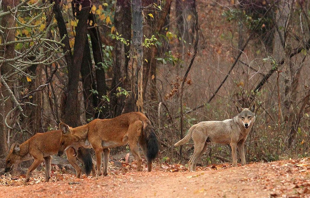 极其罕见的"豺"现身云南怒江!豺群出没,能控制泛滥的野猪吗?