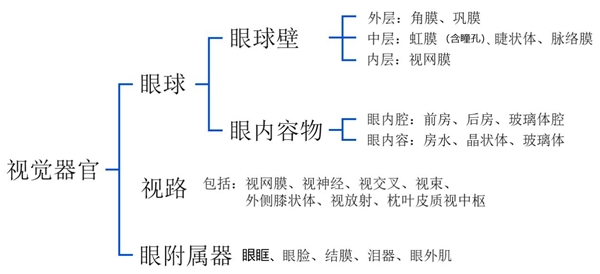 眼睛組織結構與營養吸收途徑詮釋