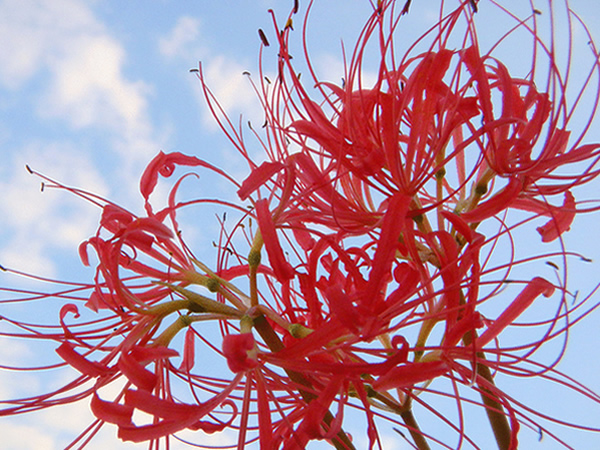 「拎拎茶」"绝情花"是何方神圣?你敢拎吗?