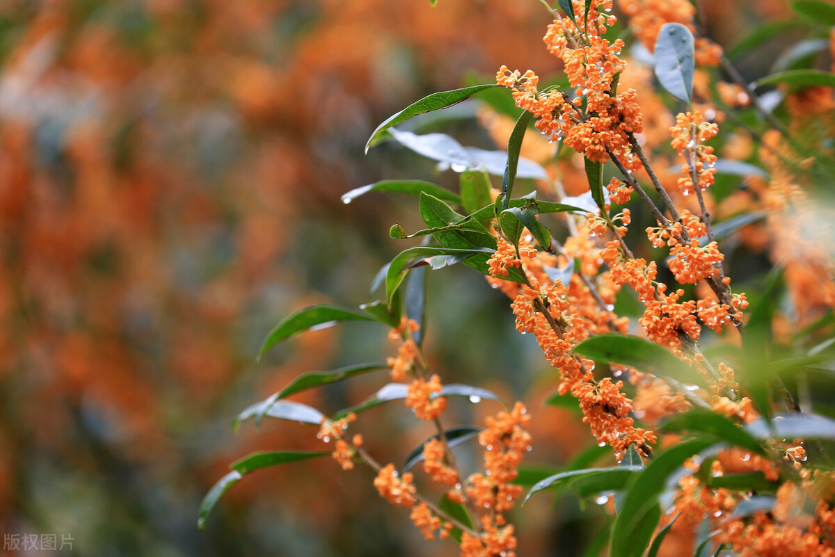 四季开花的桂花树苗 - 2020年最新商品信息聚合专区 - 百度爱采购