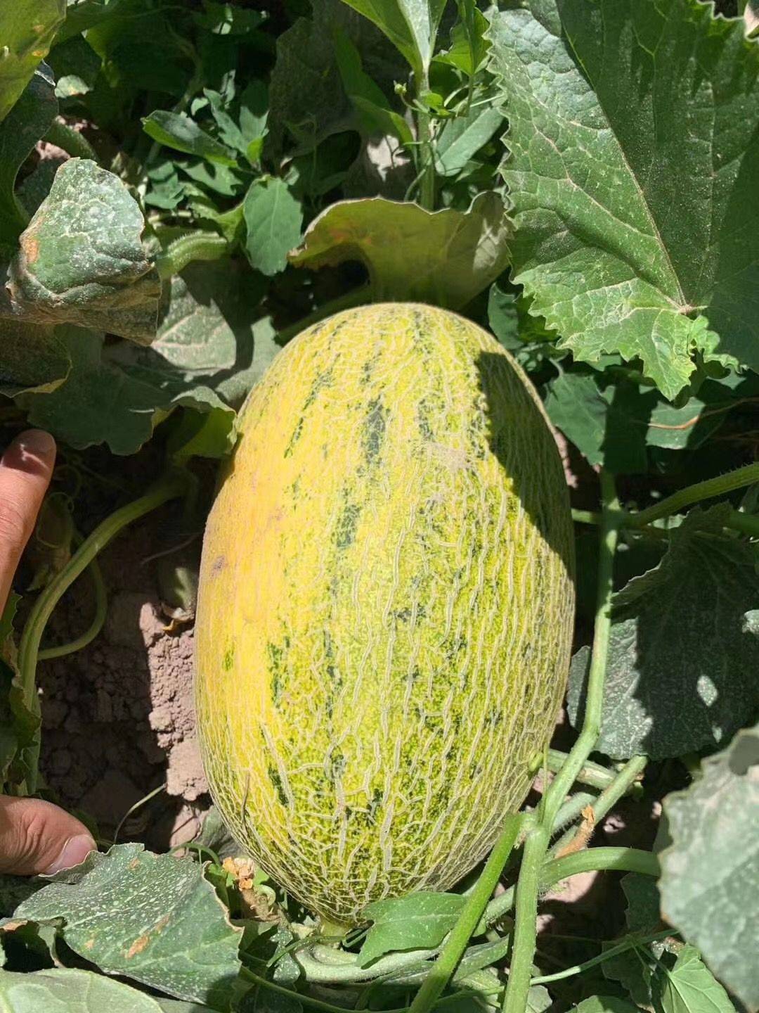 哈密瓜名字的由来:康熙随口一说的名字,让后人跟着叫了三百多年