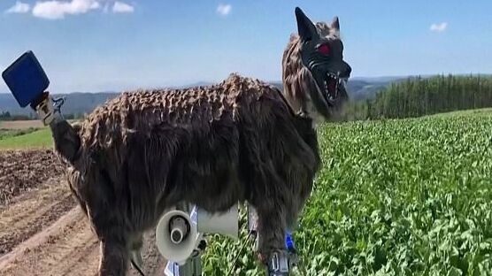 日本小镇放出一只"怪兽狼"机器人