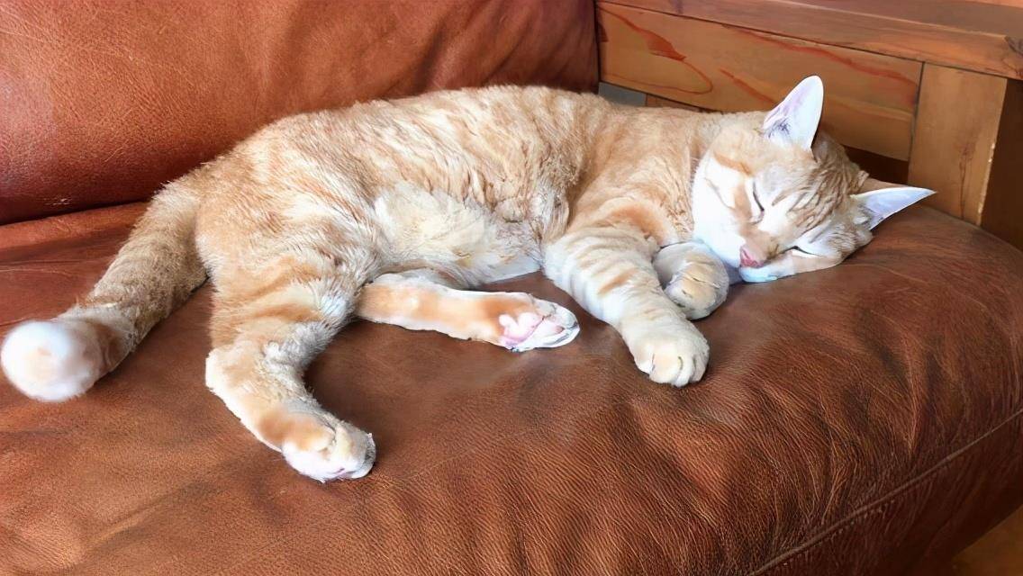 猫咪"睡姿"大解析!从中可以看出猫咪的性格,和主人的关系