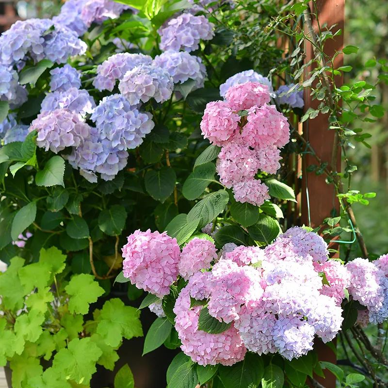 这4种"圆球花",花朵圆球形,鲜艳缤纷,好看好养又吉利