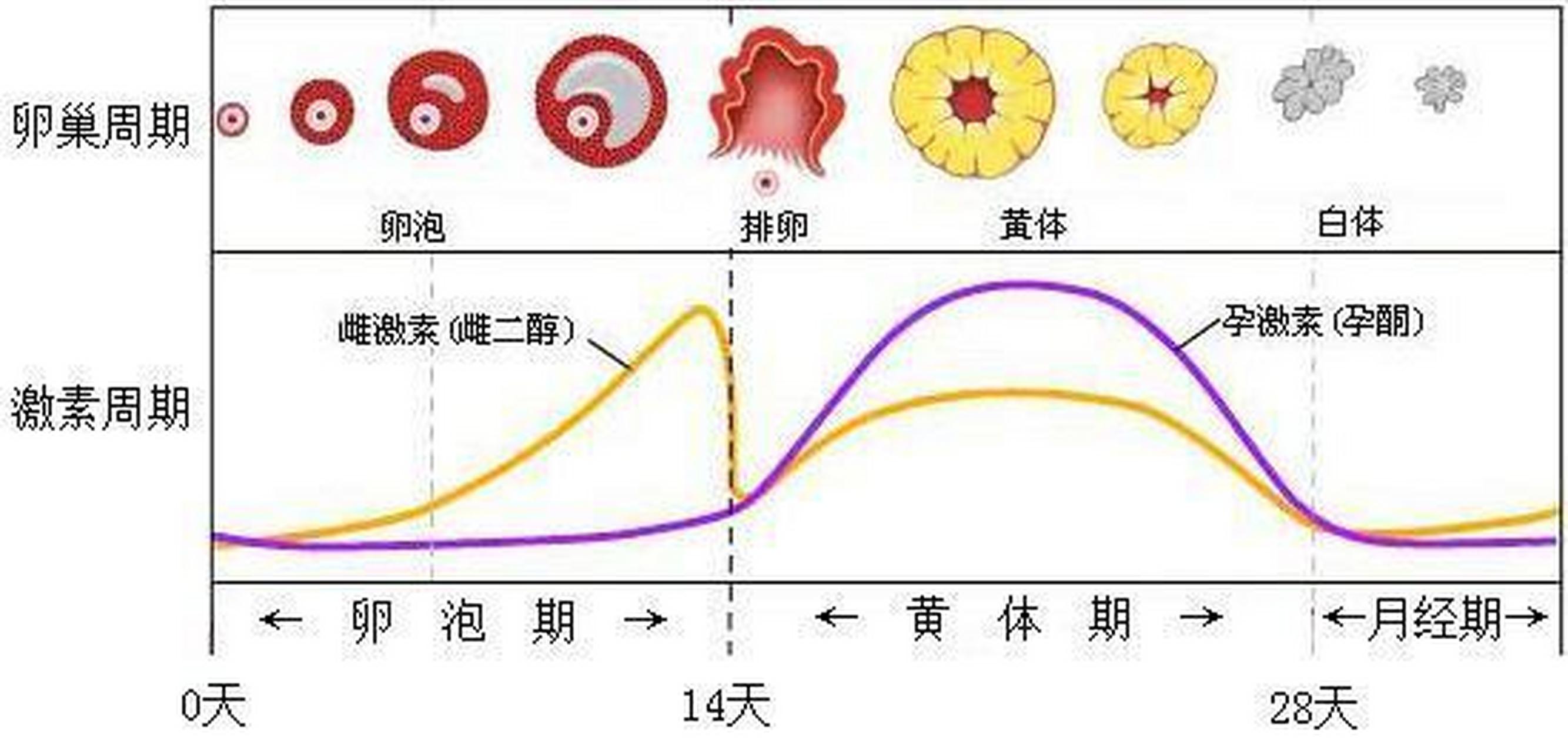 黄体期主要是指排以后卵巢形成黄体,黄体分泌雌激素和孕激素支持子宫
