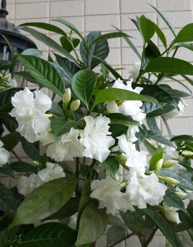 你的阳台还有位置吗?养棵"丁香茉莉",四季有花开,美丽又芳香