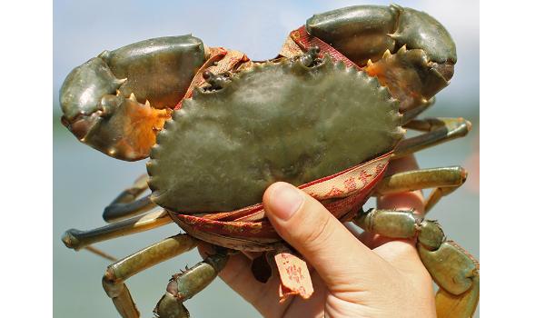 红鲟和菜鲟有什么区别