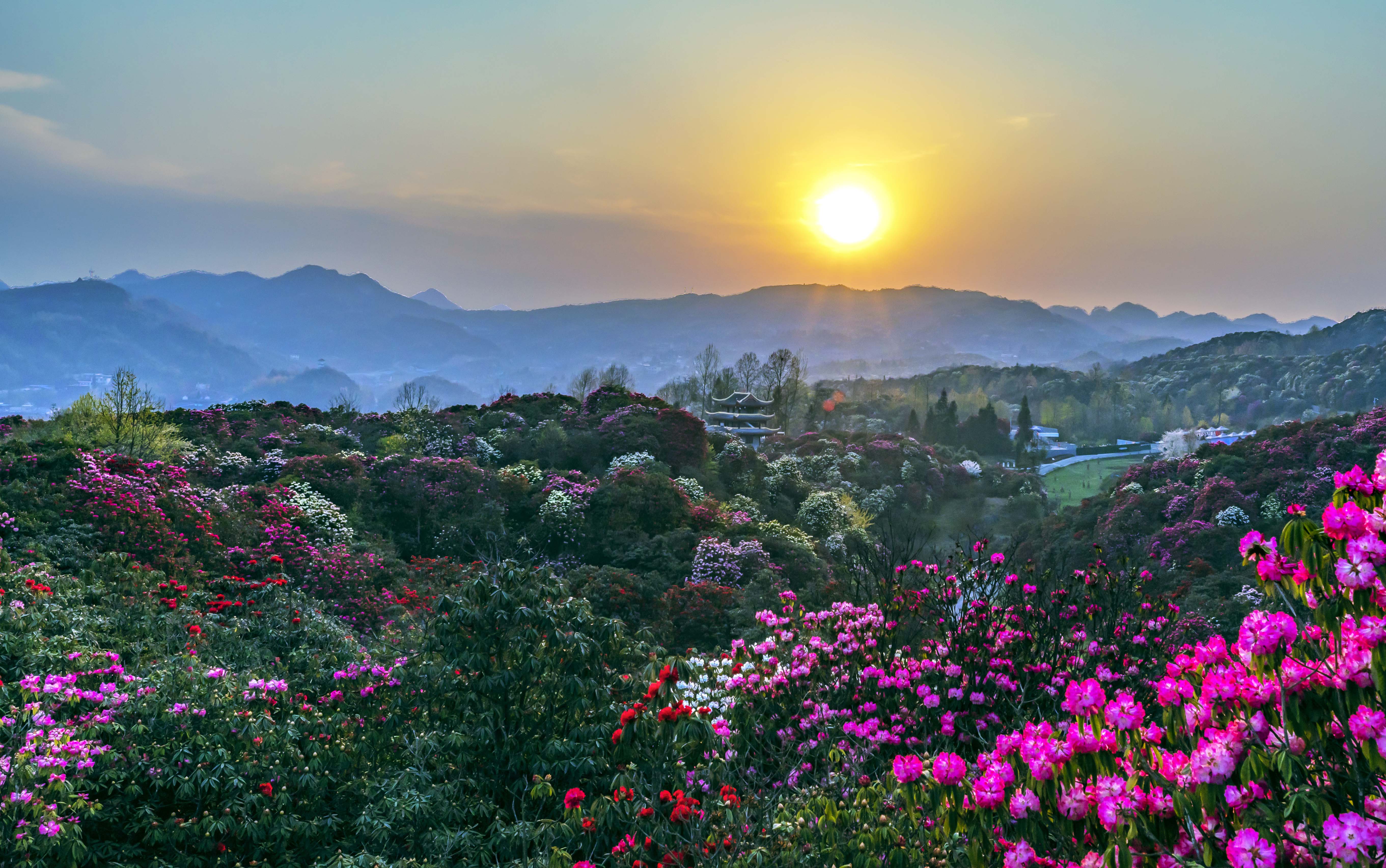 百里杜鹃美景图片