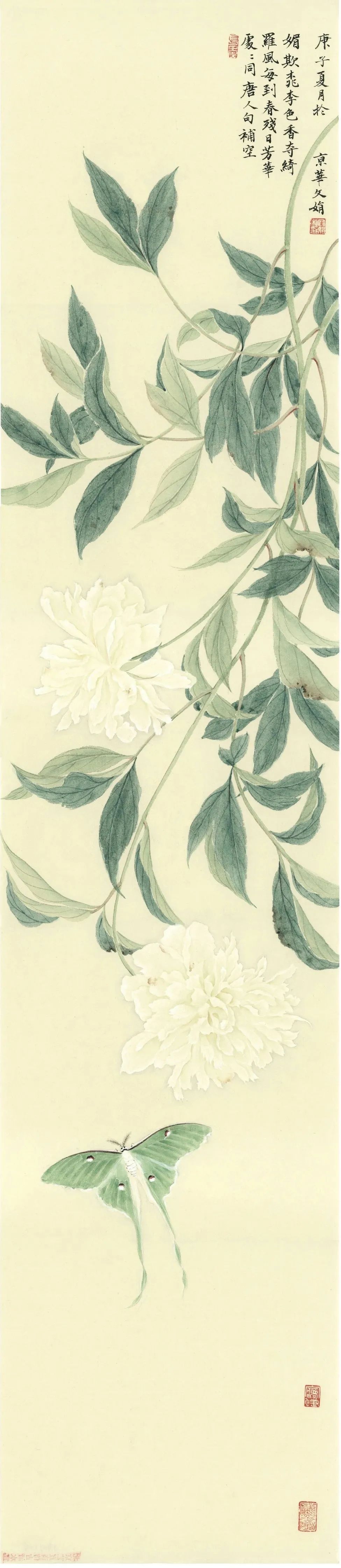 「津门网」雒文娟的花鸟画笔墨细腻,清雅不俗